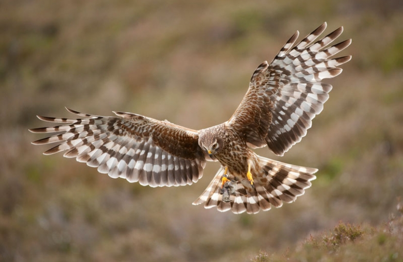 Hen Harrier