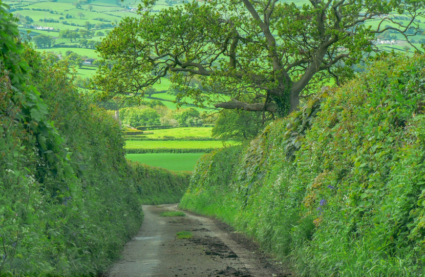 Hedgerows