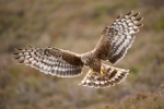 Hen Harrier